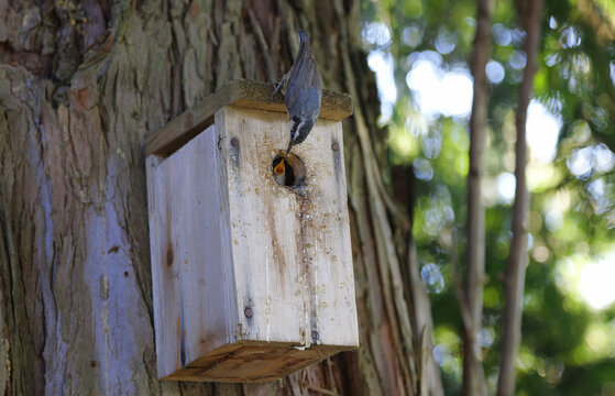 Red breasted nuthatch bird