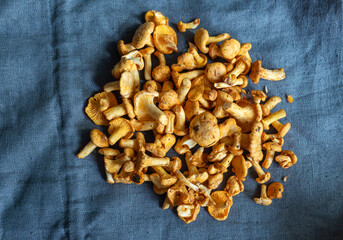 A top view of freshly harvested chanterelle mushrooms scattered on textured blue linen fabric. Natural colors, organic shapes, and rustic styling create a clean food background ideal for cooking, fora