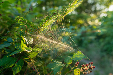 Delicate spider web stretched between green leaves, illuminated by warm sunlight in a natural forest setting. Fine details and soft bokeh emphasize nature, balance, and ecosystem concepts.