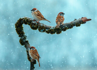 Small funny birds sparrows sitting on a mossy branch in a winter garden under falling snow © nataba