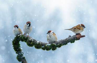 Fototapeta premium Four funny birds sitting on a mossy branch in a winter garden under falling snow