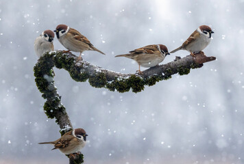 Five funny birds sitting on a mossy branch in a winter garden under falling snow © nataba