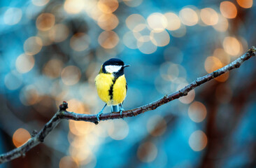 A tit bird sits on a branch in a winter Christmas park against a background of bokeh of shiny holiday lights. © nataba