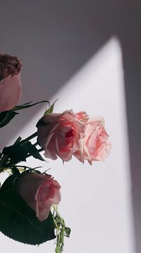 Soft blush pink roses resting in natural light with gentle shadows creating a calm, romantic, and minimalist floral scene.