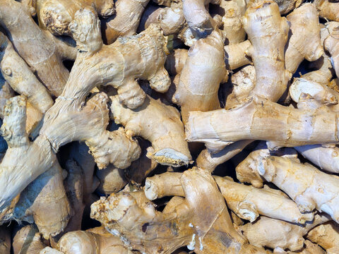 Cagliari, Sardinia, Italy, November 24, 2025. A group of fresh ginger rhizomes. This spicy spice can also be used as a vegetable and is used in cooking and medicine. It grows horizontally underground