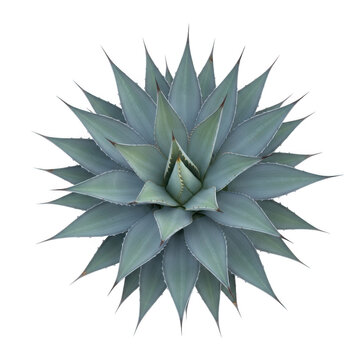 Stunning top-down view of a blue agave plant with spiky leaves on a black background