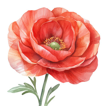 watercolor of Persian Buttercup Flower draw graphic, isolated on a white background.