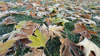 Frost falling on plane tree leaves, cold transitions and autumn texture.