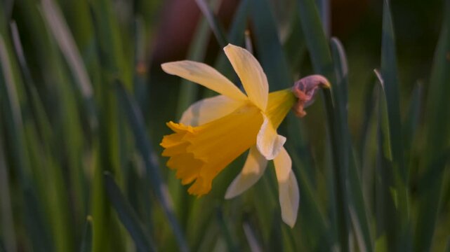daffodil flower bouncing around in breeze, backlit yellow spring flower moved by wind, sunny weather