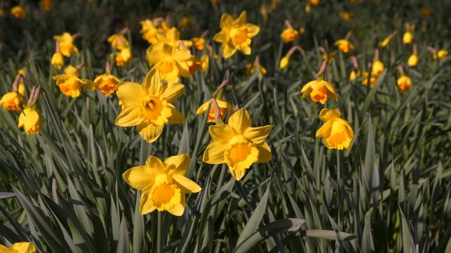 breezy weather, bright yellow daffodil flowers dancing around, spring sunshine