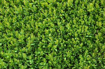 Buxes sempervirens evergreen leaves background . Closeup ,top view. Growing, landscaping, planting boxwood  plants concept.