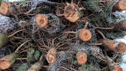 Freshly cut Christmas trees wrapped in nets, stacked for sale at a garden center. 
