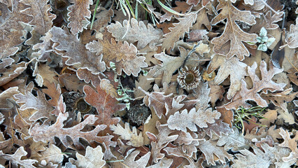 Frost marks on oak leaves, cold weather, and seasonal changes.
