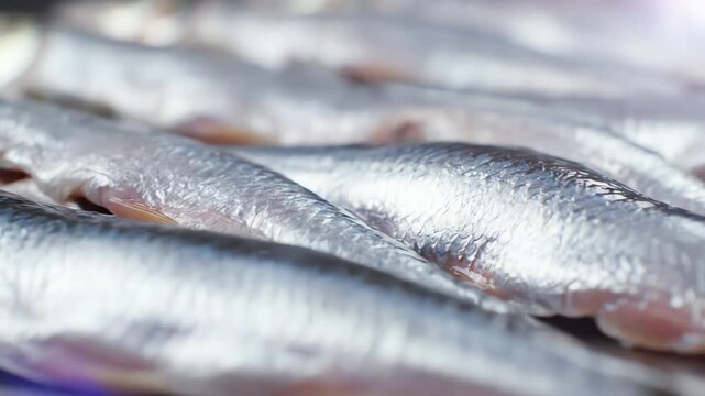 A detailed close-up shot of fresh raw silver herring fish neatly arranged in rows, showcasing the fresh catch and seafood preparation.