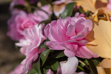 冬の訪れを告げる山茶花と銀杏の美しいコントラスト