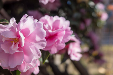 冬の訪れを告げる山茶花と銀杏の美しいコントラスト