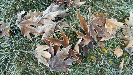 Frost falling on plane tree leaves, cold transitions and autumn texture.