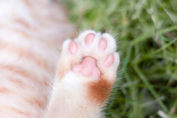 Close up of cat toe beans laying on grass in the garden