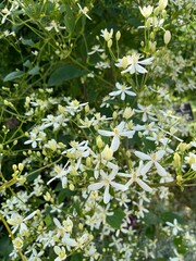 Fototapeta premium Blooming Clematis recta with lots of white flowers.a free-standing shrub with many branches and inflorescences. Flower background