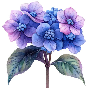 Heliotrope Flower, watercolor painting with colorful accents, isolated on a white background.
