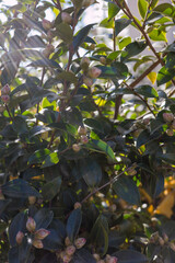 緑に包まれた椿のつぼみ ナチュラル背景