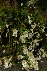 A bunch of white flowers on a gravel road in Japan