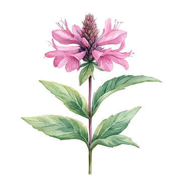 Monarda Flower, charming watercolor vector with soft tones and graceful design, isolated on a white background.