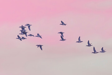 夕日浴びて飛翔するトモエガモの群れ