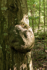 Baumkrebs Gew&auml;chs, Auswucherung an einem Baumstamm