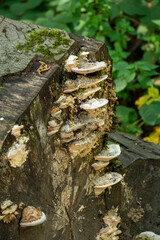 Baumpilz Gew&auml;chs, Auswucherung an einem Baumstamm