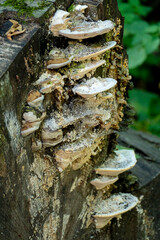 Baumpilz Gew&auml;chs, Auswucherung an einem Baumstamm