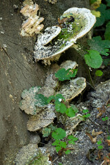 Baumpilz Gewächs, Auswucherung an einem Baumstamm