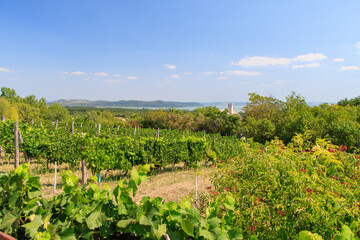 Balaton region. Hungary. Classic landscape of the Balaton-Felvidek wine region Balaton Highlands .