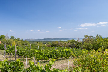 Balaton region. Hungary. Classic landscape of the Balaton-Felvidek wine region Balaton Highlands .