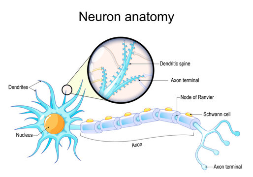 Dendritic spine. Neuron anatomy. Learning and memory. Neuronal plasticity. Neural communication. Transmission of the nerve signal between two neurons with axon and synapse. Vector illustration