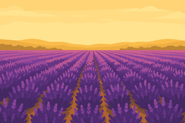 Fototapeta premium Lavender Field Bliss. Blooming lavender field stretching into the horizon under soft golden light, rich purples and yellows,
