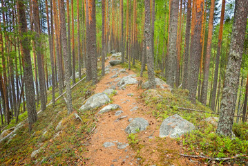 Esker in Petkelj&auml;rvi National Park, Finland