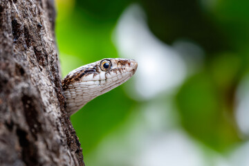 Naklejka premium A snake peeking from behind a tree trunk with a blurred green forest background in a natural outdoor setting during daylight