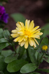 Close-up of a bright yellow Calendula (Pot Marigold) flower in the garden.