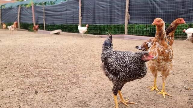 Group of chickens on a traditional rural barnyard. Hens on a poultry farm in countryside, agricultural industry, 4K.