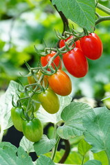 Reifende Rispentomaten im Farbverlauf