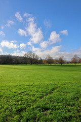 Expansive green park lawn with bare trees under a bright blue sky and fluffy white clouds on a sunny day