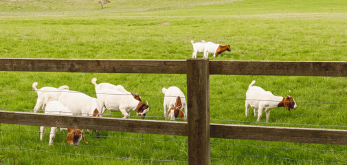 Goats and kids grazing in rural pasture with wooden fence, enjoying lush green grass on a farm
