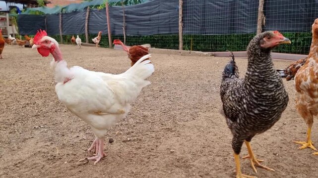 Chickens feeding on a free-range bio poultry farm, hens on a traditional rural barnyard in countryside, 4K