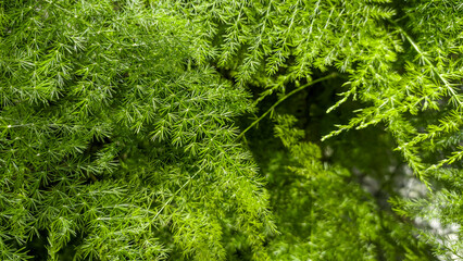 Asparagus setaceus, with the common names of common asparagus fern, lace fern, climbing asparagus,...