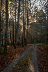 Fototapeta premium Sun shine light in leaf and needle forest in south Bohemia in winter