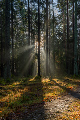 Obraz premium Sun shine light in leaf and needle forest in south Bohemia in winter