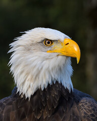 Bold eagle