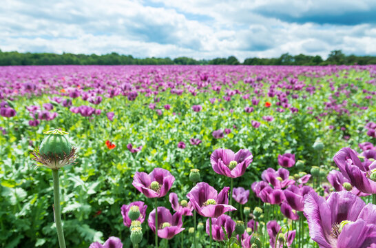 Small green opium poppy capsule and purple flowers in spring scenery. Papaver somniferum. Flowering field of delicate violet blooms in tranquil landscape with forest skyline under blue sky on horizon.