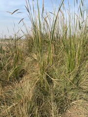 Natural rural landscape with trees, green plants, dried vegetation, soil, farmland, and a peaceful garden environment.